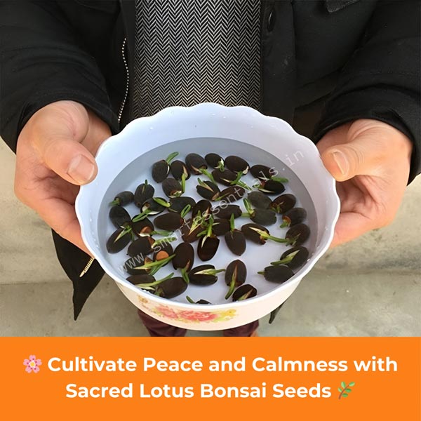 Sacred Lotus Bonsai Seeds - BUY 1 GET 1 FREE (50Pcs + 50Pcs)