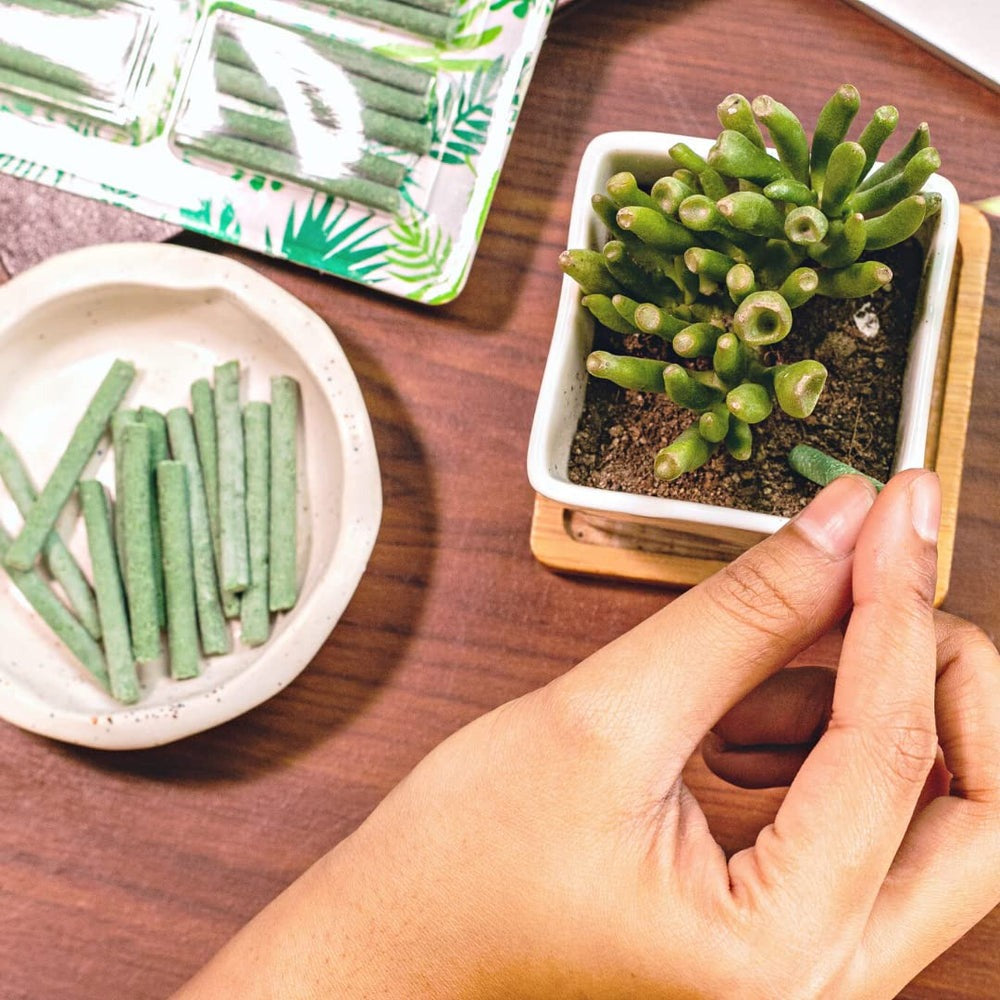 Plantly Magic Sticks: Food Nutrition for Plants | BUY 1 GET 1 Pack FREE