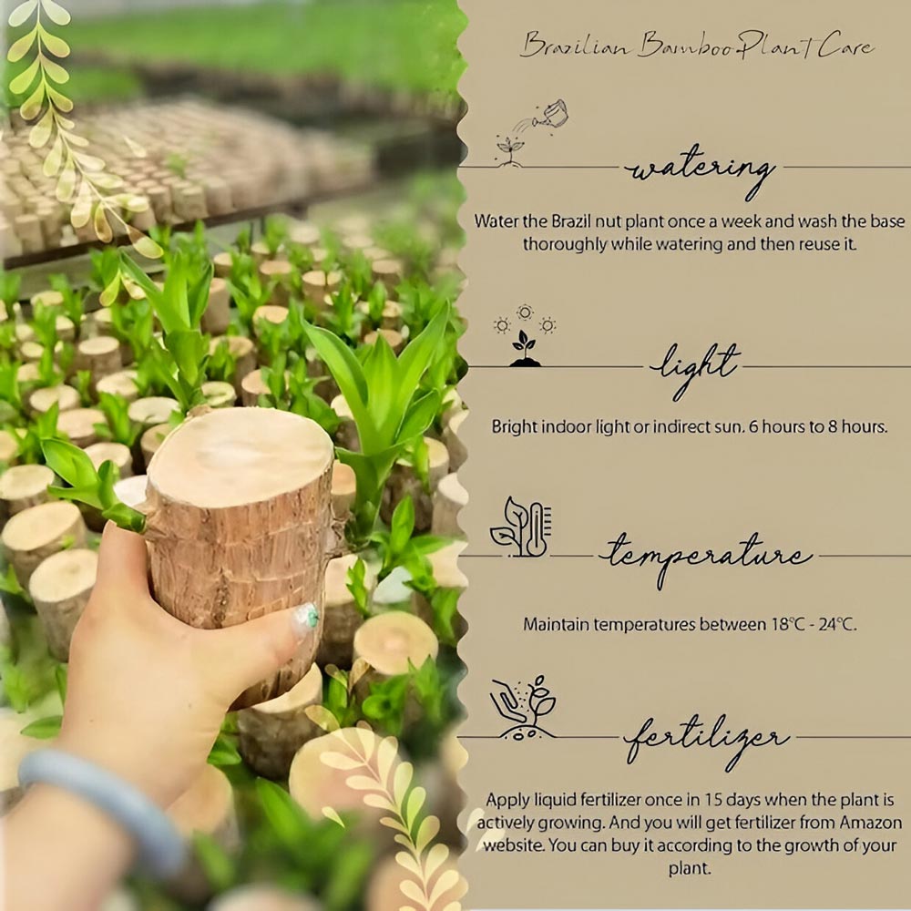 Tropical Lucky wood Plant | For good Fortune and Luck